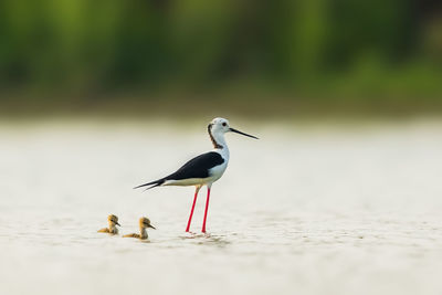 Bird perching on a beach