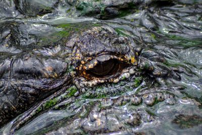 Close-up of crocodile in water