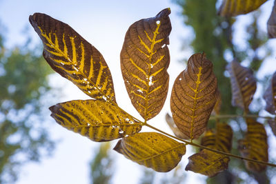 Low angle view of leaves on tree against sky