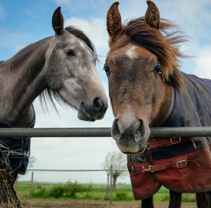 Horses standing in ranch against sky