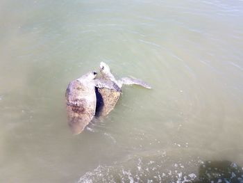 High angle view of bird swimming in lake