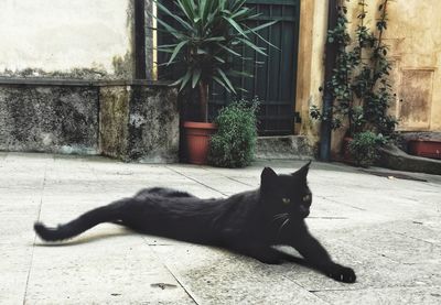 Portrait of cat relaxing outdoors