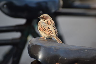 Close-up of bird perching on metal