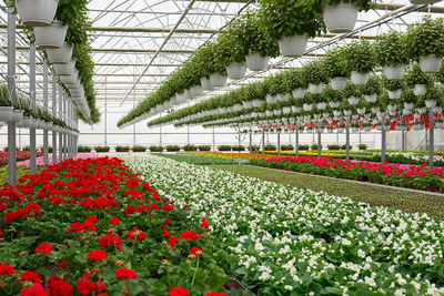 Red flowering plants in greenhouse