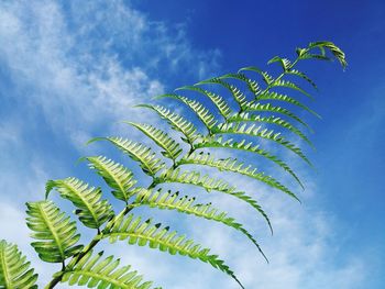 Low angle view of palm tree against blue sky