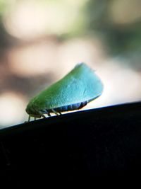 Close-up of bug on leaf