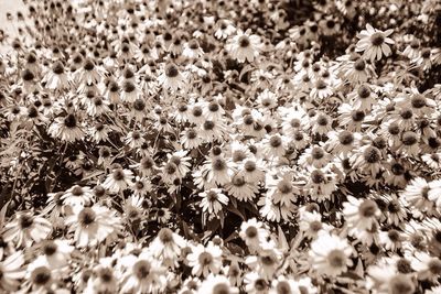 Close-up of white flowers