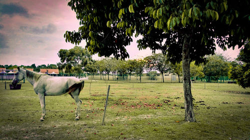 Horses grazing on field