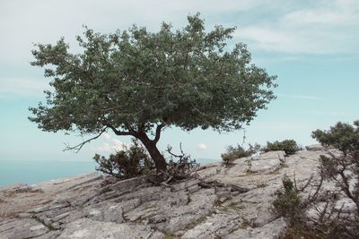 Trees growing on rock against sky