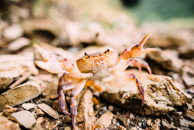 Close-up of insect on rock