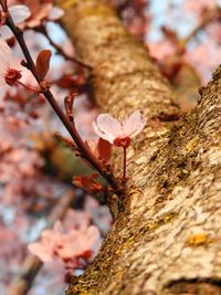 Close-up of cherry blossoms in spring