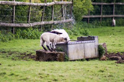 Sheep standing in a farm