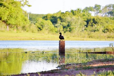 Bird perching on tree by lake against sky