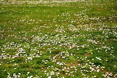 High angle view of flowering plants on field
