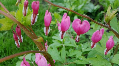 Close-up of pink flowers