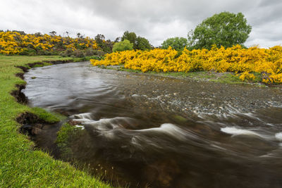 View of yellow flowers on riverbank