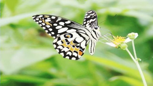 Close-up of butterfly pollinating on flower