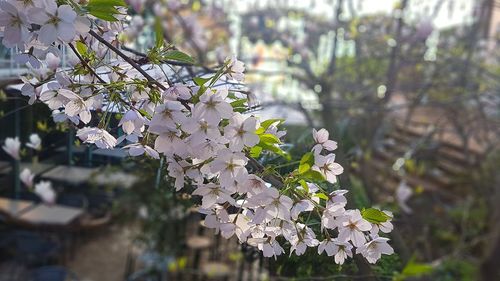 Close-up of flower tree