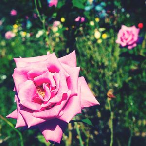 Close-up of pink rose blooming outdoors