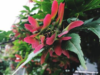 Close-up of flowers blooming outdoors