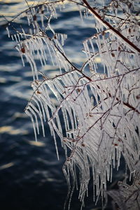 Close-up of frozen plants against lake