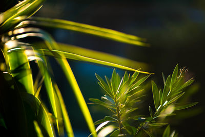 Close-up of plant growing on field