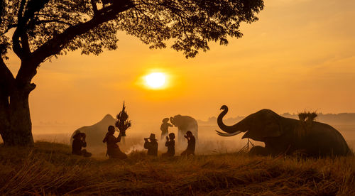 People by elephants on grass against sky during sunset