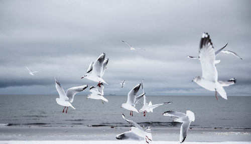 Seagulls flying over sea against sky
