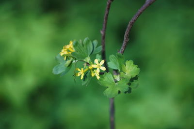 Close-up of flowering plant
