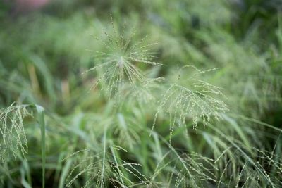 Close-up of wet dandelion growing on field