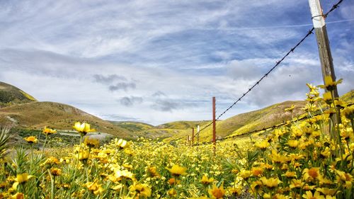 Flowers growing on field against sky