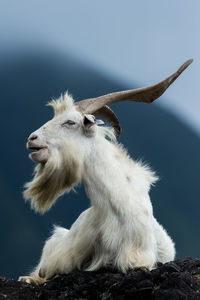 Low angle view of mountain goat sitting on rock