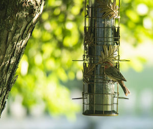 Close-up of bird perching on tree trunk