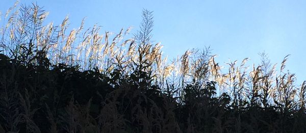 Close-up of plants growing on field against clear sky