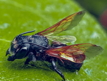 Close-up of insect on flower