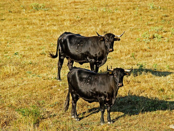 Cows on field