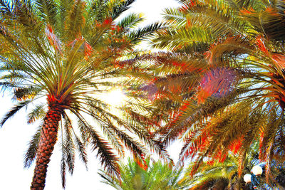 Low angle view of palm trees against sky