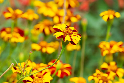 Close-up of yellow flowering plants on field