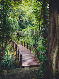 Footpath amidst trees in forest