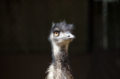 Close-up of bird