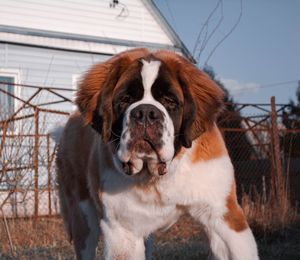 Close-up of a dog standing on field