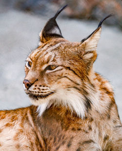 Caracal is smiling