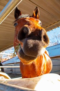 Close-up portrait of a dog