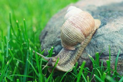 Close-up of snail on rock