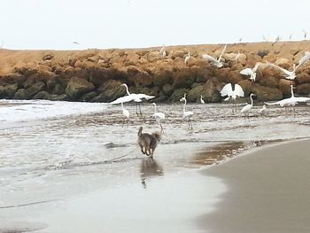 Seagull in the sea