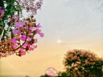 Close-up of pink flowering plant against sky