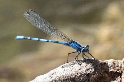 Close-up of damselfly on stem