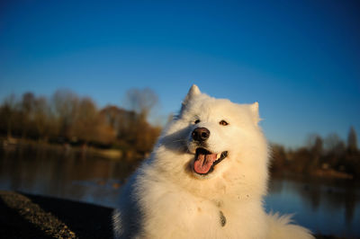 Close-up of dog yawning on snow against blue sky
