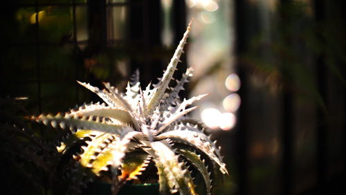 Close-up of plant growing at night