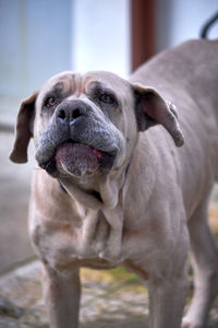 Close-up portrait of cane corso